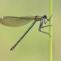 Banded Demoiselle female 